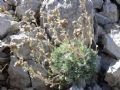 Artemisia umbelliformis subsp. eriantha